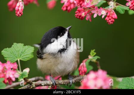 Black-capped chickadee perched on red flowering currant branch, Snohomish, Washington, USA Stock Photo