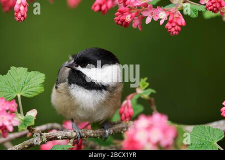 Black-capped chickadee perched on red flowering currant branch, Snohomish, Washington, USA Stock Photo