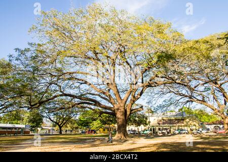 Guanacaste tree (Enterolobium cyclocarpum) in Guanacaste, Costa Rica.  It is the national tree of Costa Rica. This is one of the largest trees found i