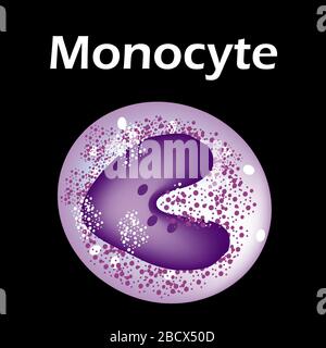 The structure of the monocyte. Monocytes blood cell. macrophage. White blood cell immunity. Leukocyte. Infographics. Vector illustration on isolated Stock Vector