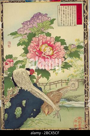 日本語 楳嶺花鳥画譜 より 春 十一 牡丹 白鷴 大判錦絵 English Spring 11 Peony And Silver Pheasants From The Series Bairei Kachō Gafu Woodblock Print 日本語 明治16年出版published In 18 This Image Is Available From The Website Of The