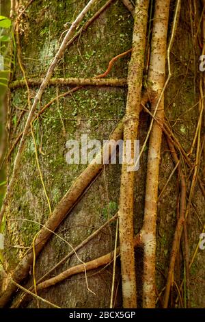Ficus tree acting as a host tree for a Common Wild Fig, or Strangler Fig, growing all around it, in Tortuguero, Costa Rica Stock Photo