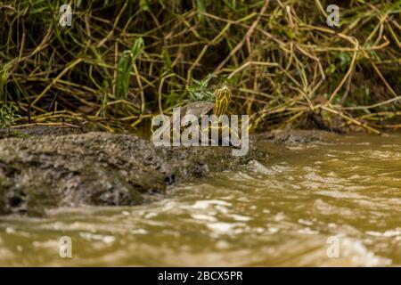 brown wood turtle or brown land turtle Rhinoclemmys annulata adult ...