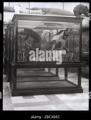 Models of mammals in the Natural History Museum, London, UK Stock