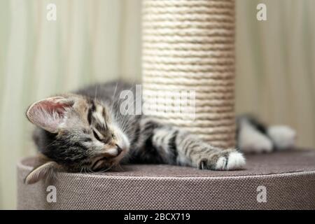 Cute gray tabby kitten sleeping near the scratching post. Stock Photo
