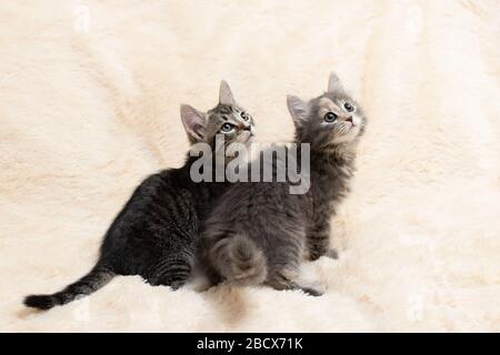 Two cute kittens on a cream fluffy fur blanket. Stock Photo