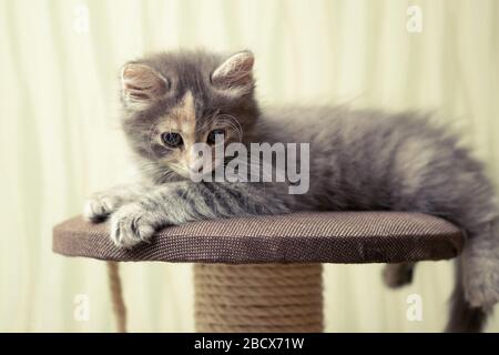 Gray fluffy kitten lies on top of a game complex with scratching post Stock Photo