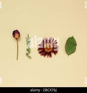 Dry flowers and leaves on beige background. Floral composition, flat lay, top view, copy space Stock Photo