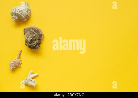Seashells isolated on yellow background. Summer marine decoration. flat lay, top view, copy space Stock Photo