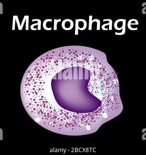 The structure of the monocyte. Monocytes blood cell. macrophage. White blood cell immunity. Leukocyte. Infographics. Vector illustration on isolated Stock Vector
