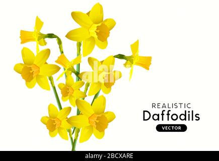 A bunch of realistic yellow daffodil flowers on a white background. Vector illustration Stock Vector