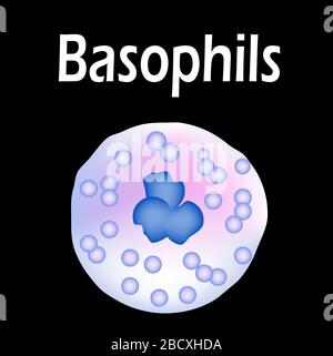 Basophils structure. Basophils blood cells. White blood cells ...