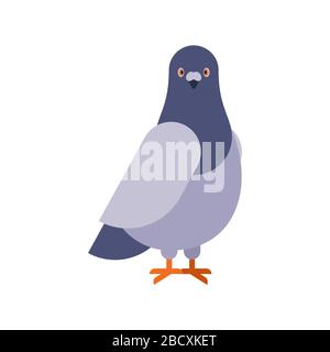 Dove grey Front view isolated. pigeon City bird vector illustration ...