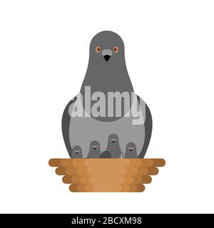 Dove and chicks in nest. Pigeon City bird. vector illustration Stock Vector