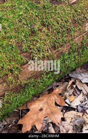 Lichen growing on an old utility pole amid fallen leaves and ground clutter Stock Photo
