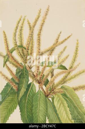 American Chestnut Castanea dentata. Stock Photo