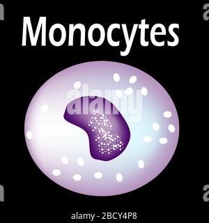 The structure of the monocyte. Monocytes blood cell. White blood cell immunity. Leukocyte. Infographics. Vector illustration on isolated background. Stock Vector