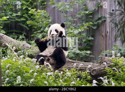 Giant Panda. Tai Shan,Species: melanoleuca,Genus: Ailuropoda,Family: Ursidae,Order: Carnivora,Class: Mammalia,Phylum: Chordata,Kingdom: Animalia,Giant Panda,Bear,male,cub,young,yard,outside,horizontal,bamboo Giant Panda Stock Photo