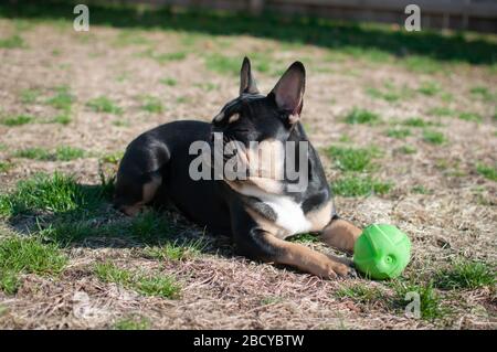 Handsome French bulldog puppy enjoying the spring weather Stock Photo