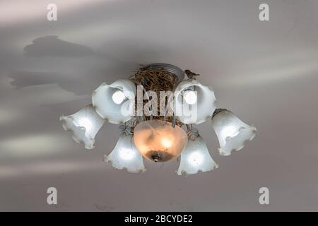 Bird's nest in a chandelier on the ceiling. Small bird sitting on the arm of a chandelier. Stock Photo