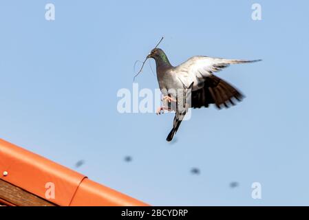 Pigeon against a blue sky with twig for build nest in his beak. Flying dove is landing on red roof. Stock Photo