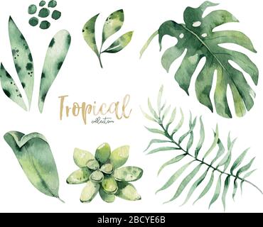 Hand drawn watercolor tropical flower and leaves. Exotic palm leaves, jungle tree, brazil tropic botany elements and flowers. Perfect for fabric desig Stock Vector