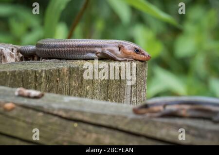 A couple of five-lined skinks rest atop an old wooden fence. Raleigh, North Carolina. Stock Photo