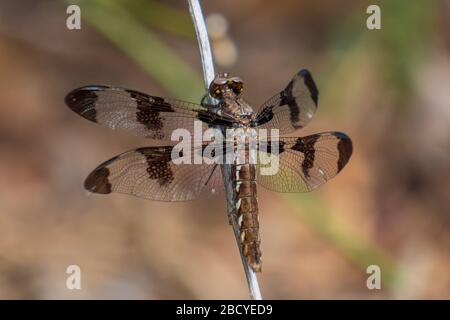 A female common whitetail dragonfly perches upon a stick. North Carolina. Stock Photo