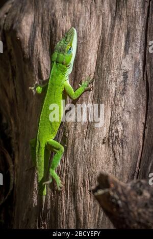 A Carolina anole, also known as a green anole climbing up the trunk of a dead tree. North Carolina. Stock Photo