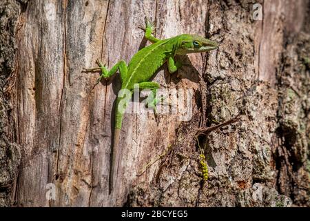 A bright green Carolina anole, also known as a green anole climbing up the trunk of a dead tree. North Carolina. Stock Photo