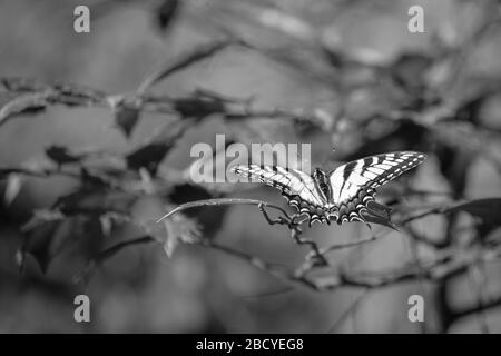 Black and white of an Eastern Tiger Swallowtail perched delicately on a leaf. Stock Photo