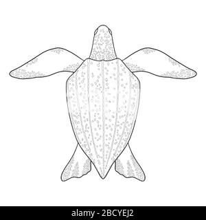 Leatherback Sea turtle outline. Black and white vector illustration. Top view, Isolated turtle on white background Stock Vector