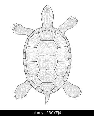 Diamondback Terrapin turtle outline. Black and white vector illustration. Top view, Isolated turtle on white background Stock Vector