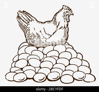 Layer hen sitting on top of a huge pile of eggs. Illustration after a historic engraving from the early 20th century Stock Vector