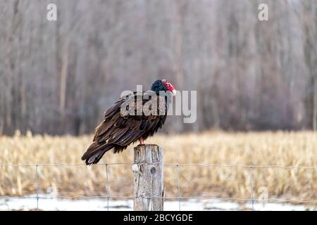 A wild turkey vulture, a scavenging bird in the family of New World vultures, is perched on top of a wooden fencepost before a field and trees. Stock Photo