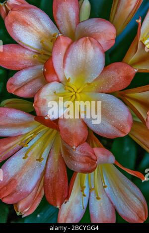 Clivia, Amaryllidaceae, Kaffir Lily, Cypress Garden, Mill Valley, California