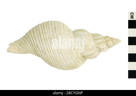 Florida Horse Conch Warry Whelk Whelk. This object is part of the Education and Outreach collection, some of which are in the Q?rius science education center and available to see.Cenozoic - Neogene - Pliocene214 Jan 2020Pinecrest Florida Horse Conch Warry Whelk Whelk Stock Photo