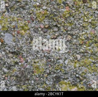 close-up of a concrete surface covered with lichen Stock Photo