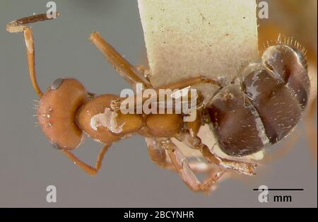 Formica microgyna californica var hybrida. 28 Dec 20163 Formica microgyna californica var hybrida Stock Photo