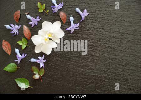 Small petals, flowers and leaves on the black board background. Spring flowers violet hyacinth and white orchid on the black background with free copy Stock Photo