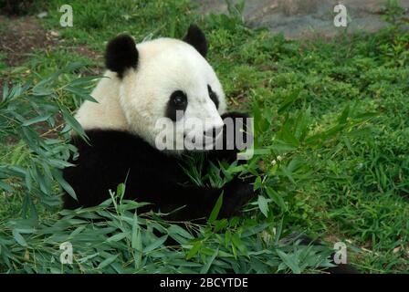 Giant Panda. Tai Shan,Bamboo,Species: melanoleuca,Genus: Ailuropoda,Family: Ursidae,Order: Carnivora,Class: Mammalia,Phylum: Chordata,Kingdom: Animalia,male,Giant Panda,Bear,yard,outside,horizontal,bamboo,eating Giant Panda Stock Photo