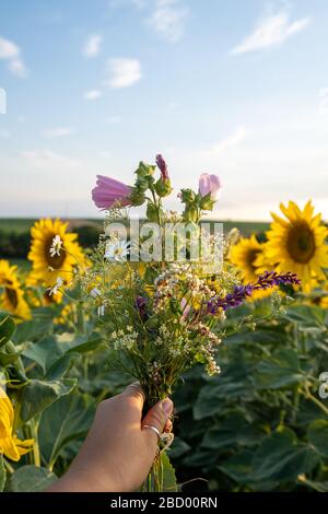 A woman's hand is holding a small little flower arrangement in a field of sun flowers Stock Photo