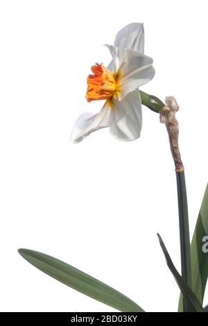 Beautiful springtime narcissus isolated on a white background. Narcissus on white. Stock Photo