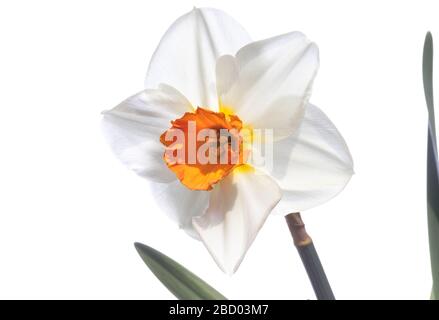 Beautiful springtime narcissus isolated on a white background. Narcissus on white. Stock Photo