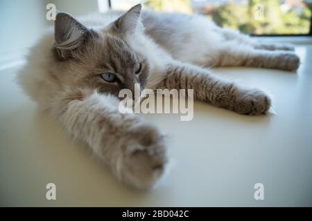 Cute pretty fluffy adult female lynx point ragdoll cat with blue green turquoise eyes laying sprawled out on a white desktop beside a window. Stock Photo