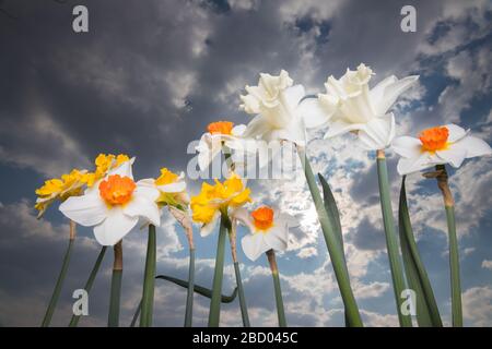 Beautiful springtime narcissus. A closeup view of daffodils in full bloom against a blue sky with puffy clouds. Stock Photo
