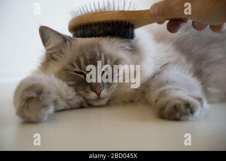 Close up of a cute pretty fluffy adult female lynx point ragdoll cat laying sprawled out on a white surface while enjoying being brushed Stock Photo