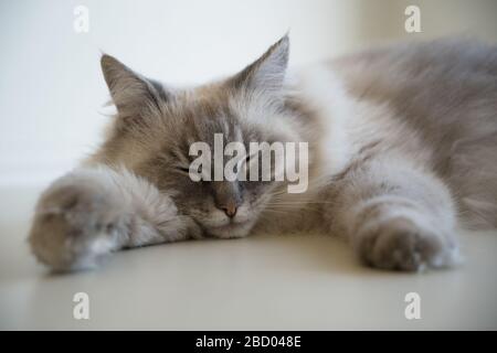 Cute pretty fluffy adult female lynx point ragdoll cat laying sprawled out asleep on a white desk against a white background. Stock Photo