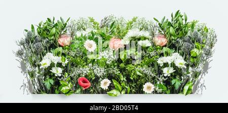 Various herbs and flowers border on white  background. Nature and gardening Stock Photo