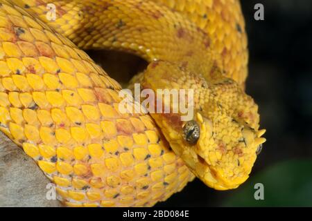 Eyelash Palm Pitviper. Species: schlegelii,Genus: Bothriechis,Family ...